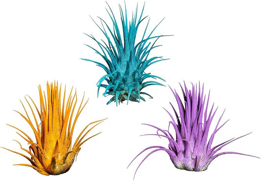 Air Plants - Tillandsia Ionantha - Organically Enhanced Color - Live Arrival Guaranteed - House Plants for Home Decor & Gift (3pk Turquoise Marigold Lavender)