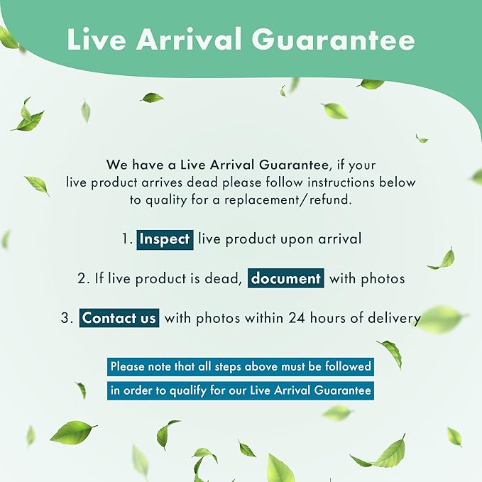 SubstrateSource Java Fern Live Aquarium Plants - Freshwater Plant for Fish Tanks - Beginner Friendly, Low Light (Java Fern, Bare Root (1 Piece))