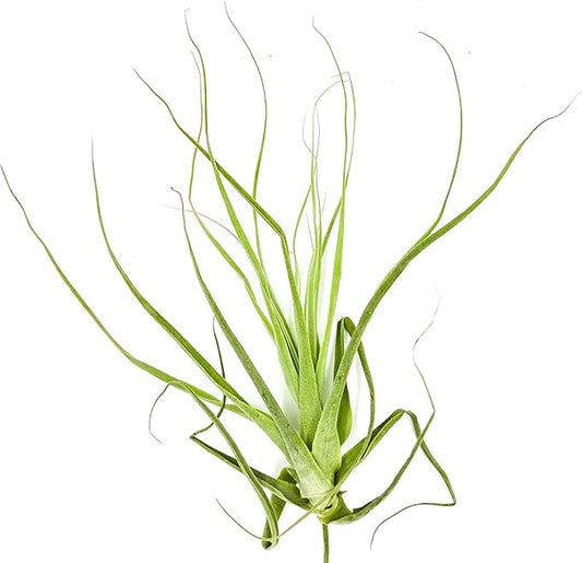 ragnaroc Air Plants - Tillandsia Straminea Jumbo 6-9" - 1ct - Live Arrival Guaranteed - House Plants for Home Decor & Gift