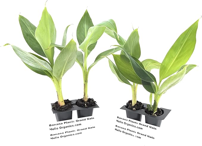Banana Plants Grand Nain Includes Four (4) Plants