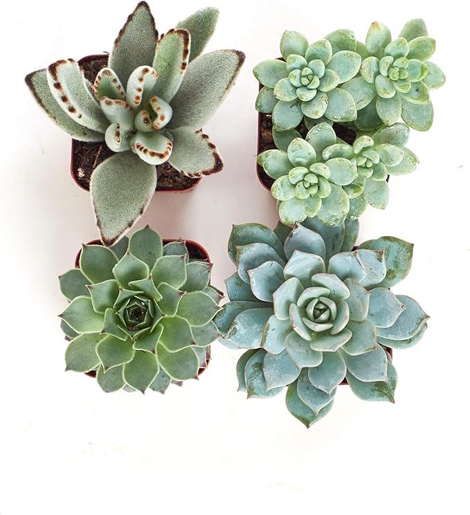 Shop Succulents Blue & Green Succulent Plant Pack Collection - Live Mini Succulent Plants, Low Maintenance, Mixture of Textures - Wedding and Party Favors, Gift & Garden, Pack of 4