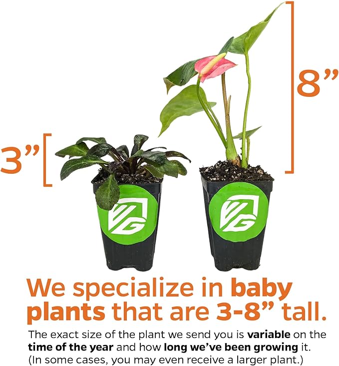 Big Red Bird Bird's Nest - Anthurium by Wellspring Gardens - Live Starter Plant - Live Indoor/Outdoor Plant, Ideal Air Purifying Plant for Home or Office, Great for Indoor & Outdoor Gardening