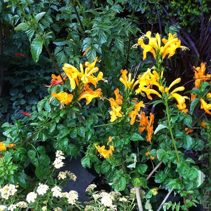 Set 2 Fragrant Honeysuckle Plants Live, Live Honeysuckle Plants 5-9" Tall Vines Bushes Climbing for Planting (Yellow Mango Cape)