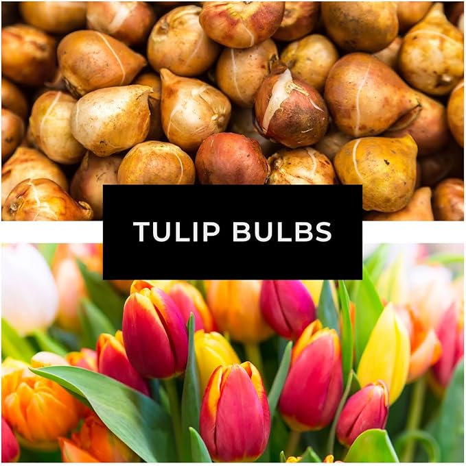 Tropical Sunset Double Late Tulip Bulbs – Vibrant, Lush Blooms for a Bold Spring Display (10 Bulbs)