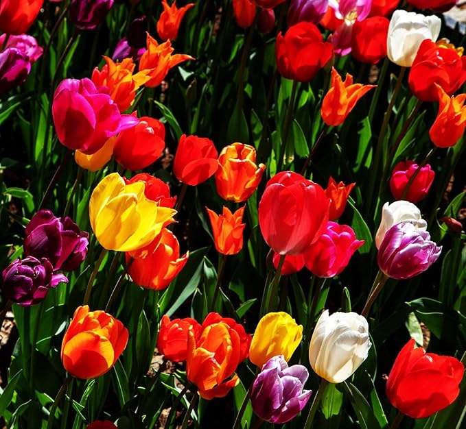10 Triumph Tulip Bulbs for Fall Planting Mixed Perennial Flower Tulip Bulbs Changing Colors Mixture Size 12+ (All Season Barn Mixture)