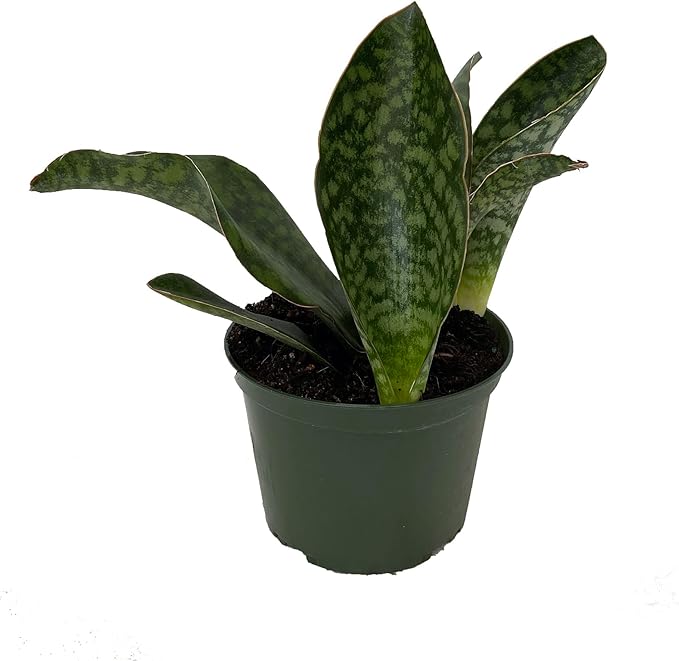Shark Fin Snake Plant - Whale Fin - Sanseveria masoniana - 6" Pot - Collector's