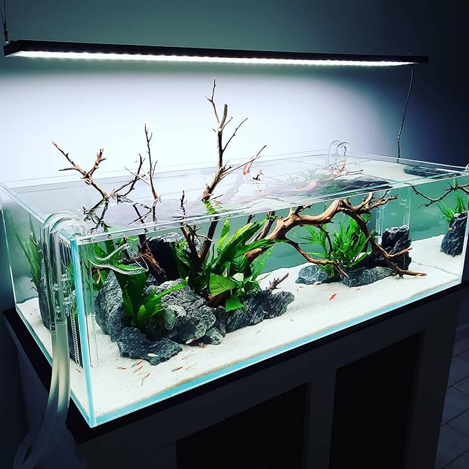 SubstrateSource Java Fern Live Aquarium Plants - Potted Freshwater Plant for Fish Tanks - Beginner Friendly, Low Light (Java Fern, 1 Pot)