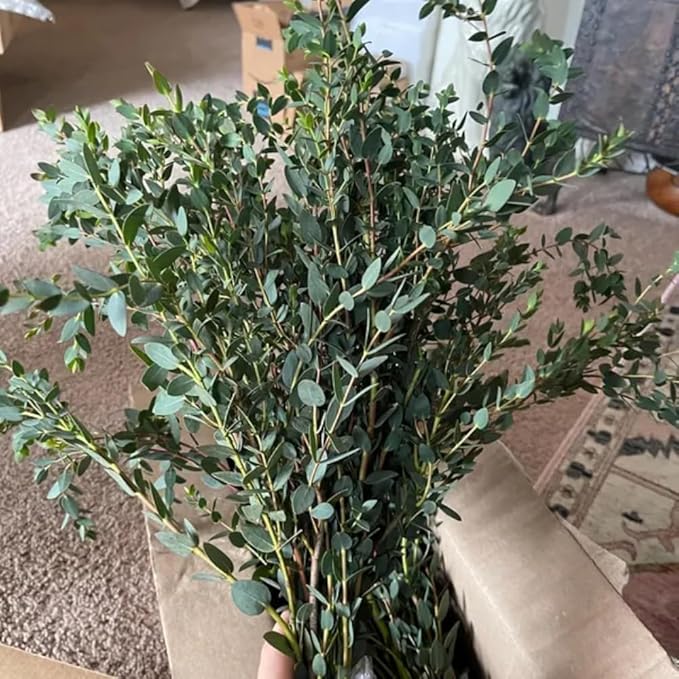 Eucalyptus Plant, Starter Eucalyptus Plant Live in 2.5" Pot, Cold Hardy, Fragrant Foliage, Ready to Grow Indoor Outdoor (Parvifolia Eucalyptus)