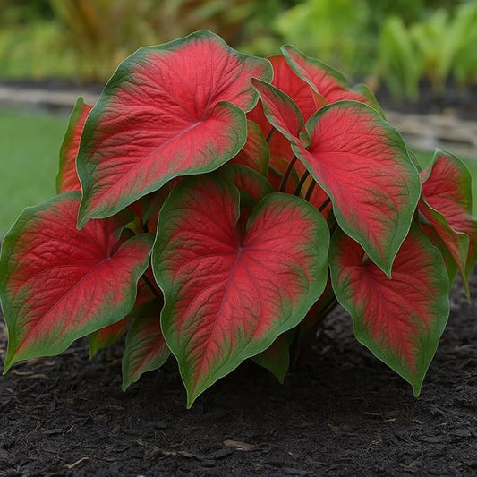 Dragon Heart Caladium Bulbs for Planting - Perennial Hosta, Elephant Ears, Fancy (6 Bulbs)