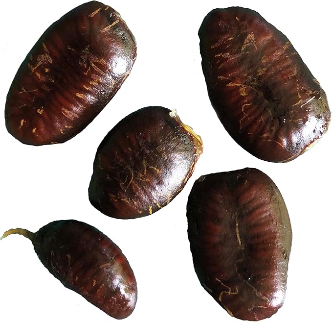 Pawpaw Seeds (Asimina triloba) 5 Seeds (10 Grams) - Edible Paw Paw Fruit Tree Seeds for Forest Farming - Wild Food - Survival Garden