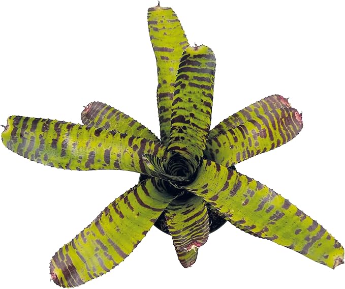 ragnaroc Live Plants – Bromeliad Neoregelia Dragon, 8-12" in 6" Pot - 1ct - Live Arrival Guaranteed - House Plants for Home Decor & Gift