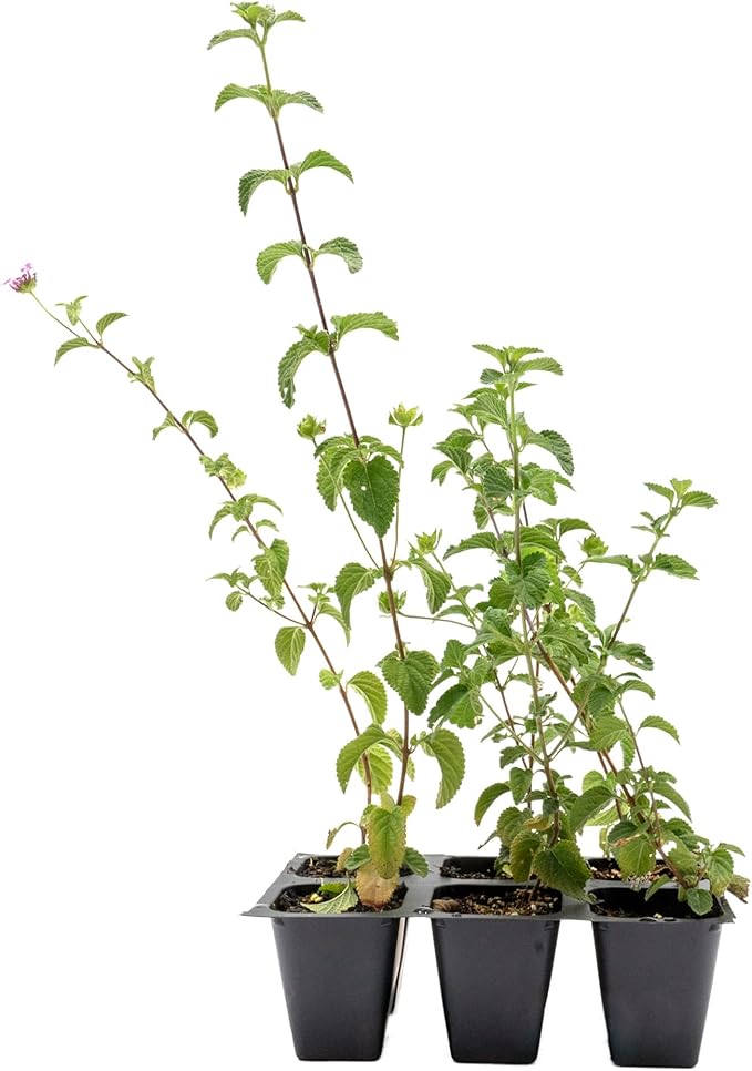 6 Lavender Lantana in 2.5” Nursery Cubes (Lantana montevidensis) | Trailing Live Evergreen Shrub for Containers & Landscapes | Ready-to-Plant Live Starter Plants
