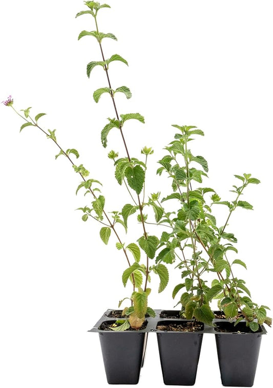 6 Lavender Lantana in 2.5” Nursery Cubes (Lantana montevidensis) | Trailing Live Evergreen Shrub for Containers & Landscapes | Ready-to-Plant Live Starter Plants