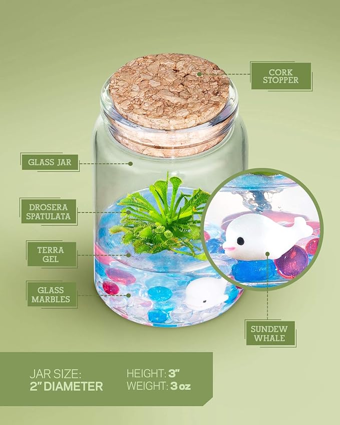 Bloomify Sundew Terrarium - 100% Self Sustaining Drosera spatulata in Maintenance Free Glass Jar with Unique Terra Gel, Fast and Healthy Plant Growth for Kids and Adults