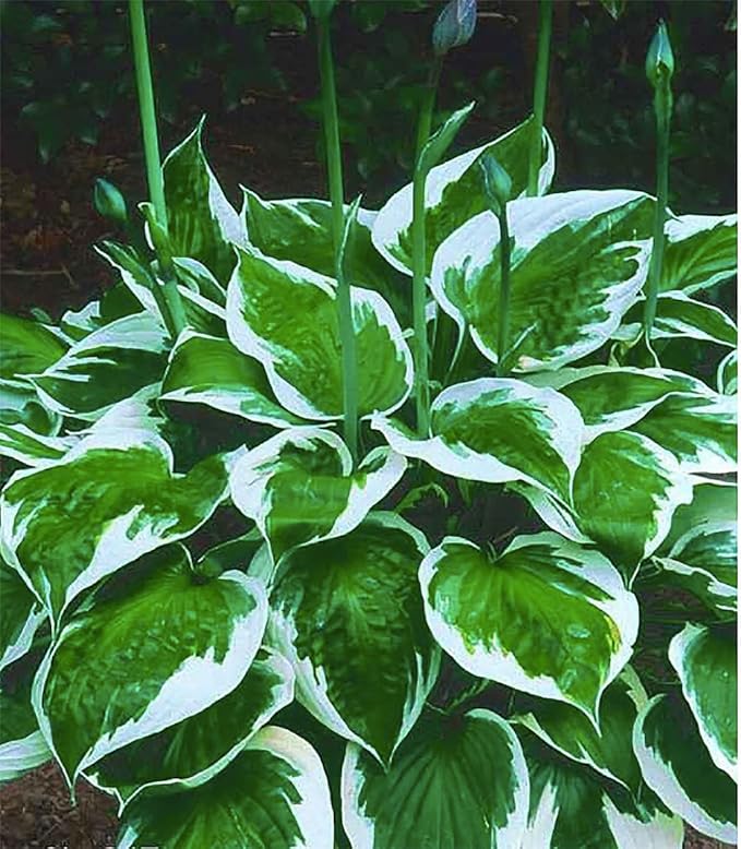 Gold Standard Hosta - Shade Plant 24" Tall