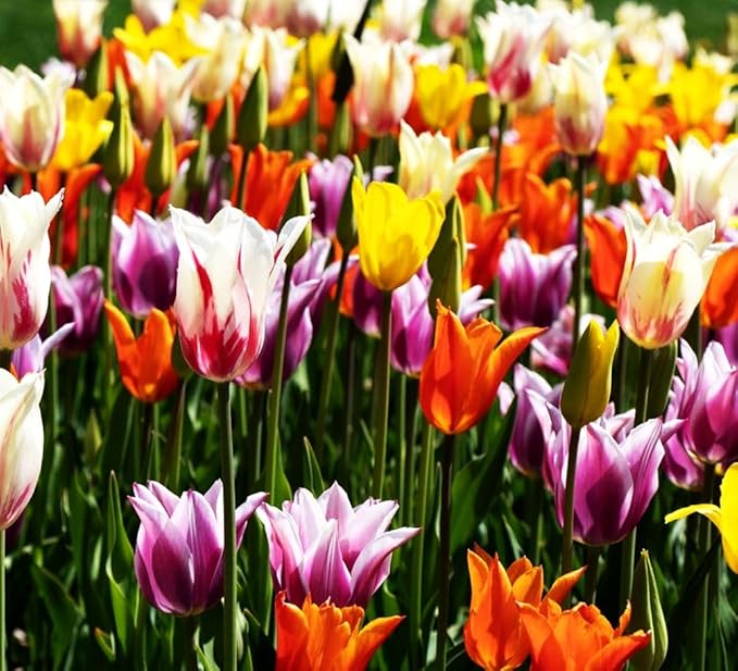 Tulips Lily Flowering Mixture Tulip Pink Red White Yellow Plant Bulbs Spring Flowering Gardens Size 12+ (100, Lily Flowering Mixture)