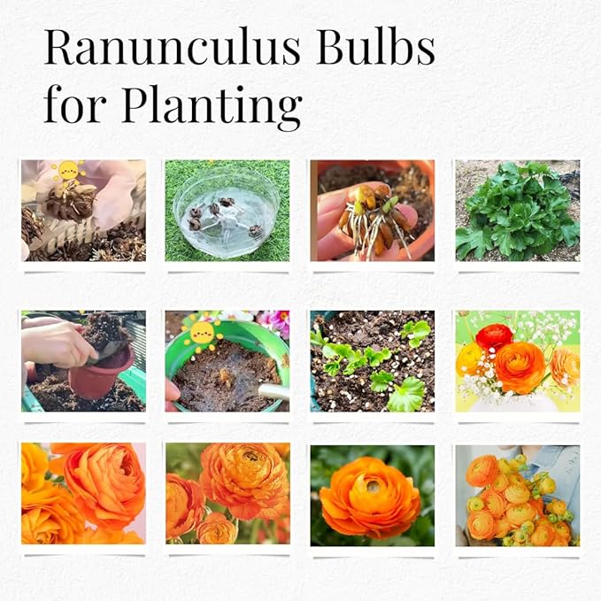25 Ranunculus Bulbs for Fall Planting, Perennial Flowers Bulbs for Gardens, Vibrant Peony Buttercup Corms for Outdoor Borders (Orange Ranunculus)