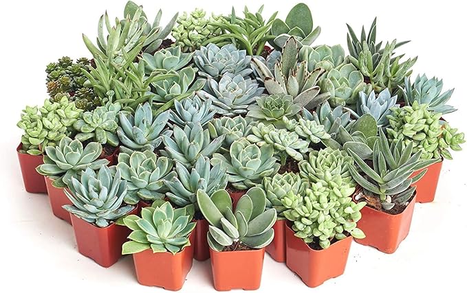 Shop Succulents Blue & Green Succulent Plant Pack Bulk Collection - Live Mini Succulent Plants, Low Maintenance, Mixture of Textures - Wedding and Party Favors, Gift & Garden, Pack of 64