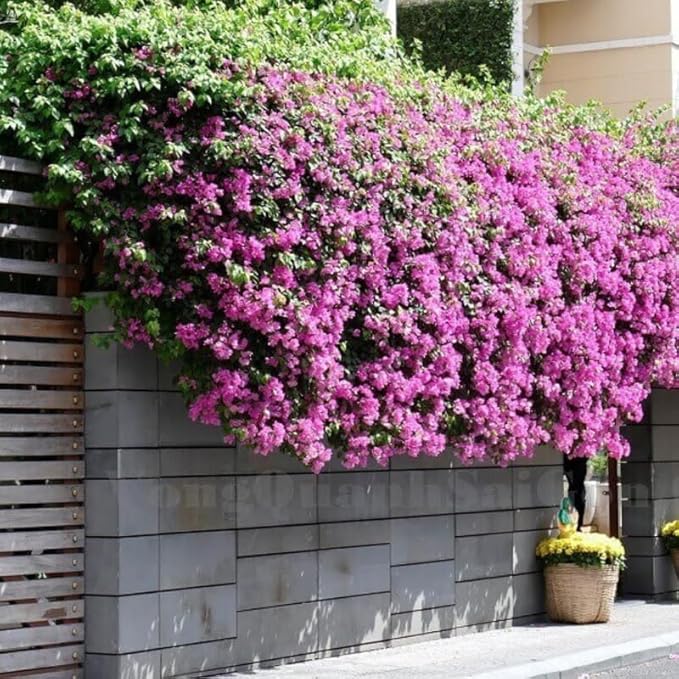 2 Bougainvillea Plants Live, Trailing Flowering Vines, 5-9” Tall, Well-Rooted Bougainvillea Trees for Outdoor Garden or Patio (Light Purple Bougainvillea)