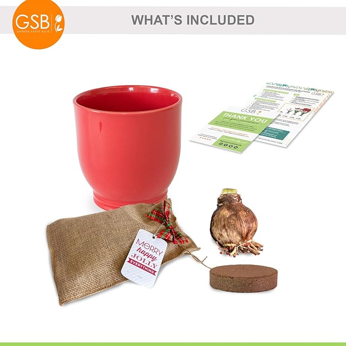 Garden State Bulb Red Double Amaryllis Bulb Gift Kit, 26/28cm, Decorative Planter (Red Ceramic)