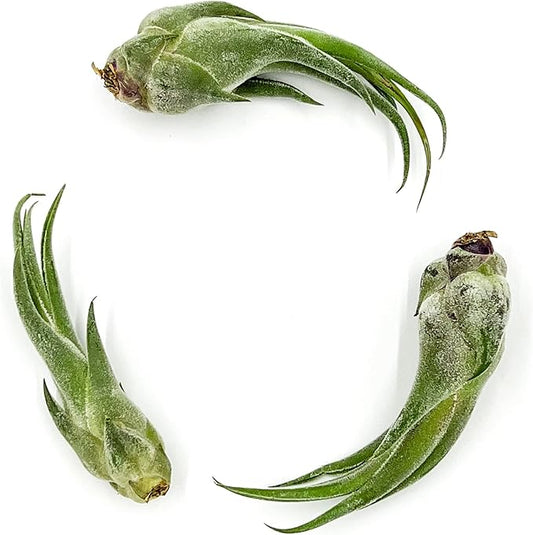 ragnaroc Air Plants - Tillandsia Seleriana, Large 4-6" - 3ct - Live Arrival Guaranteed - House Plants for Home Decor & Gift