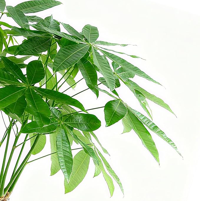 Sprout N Green Small Money Tree with 5 Lucky Braid, Live Plant with Green Stripe Pot, Decoration for Indoor Home Office Tabletop Windowsill Side Table, Housewarming Christmas Gift, 8-10" Tall