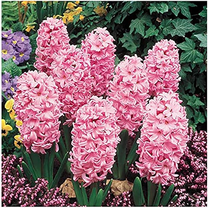 5 Fondant Pink Hyacinth Bulbs