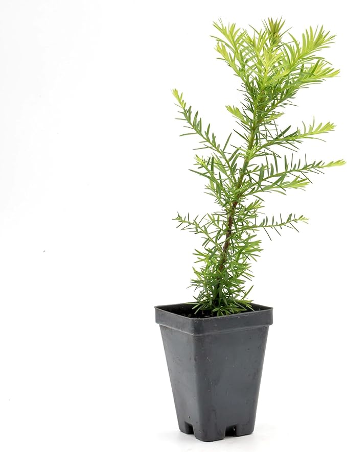 1 Coastal Redwood in 2.5” Nursery Cube (Sequoia sempervirens) | Majestic Evergreen Tree for Shade, Privacy & Wildlife Support | Ready-to-Plant Live Starter Plant