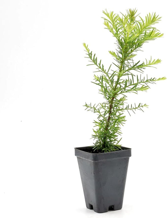 1 Coastal Redwood in 2.5” Nursery Cube (Sequoia sempervirens) | Majestic Evergreen Tree for Shade, Privacy & Wildlife Support | Ready-to-Plant Live Starter Plant