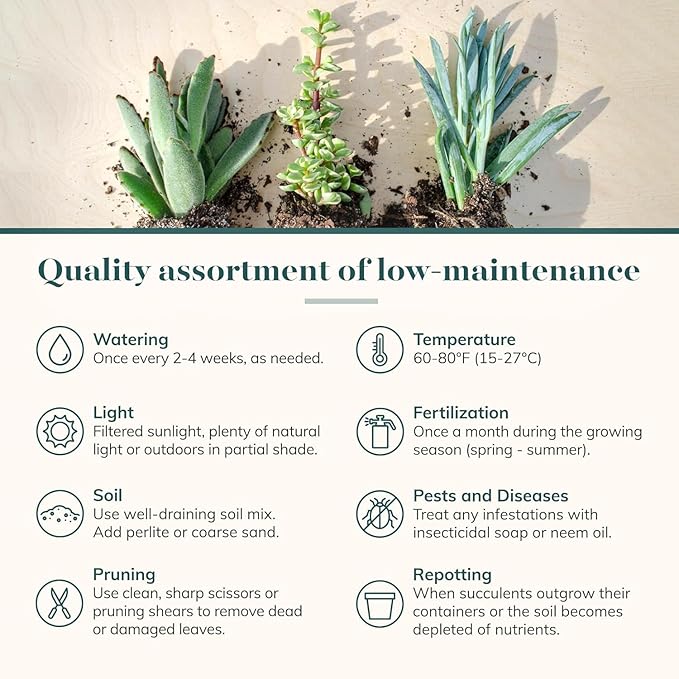 Shop Succulents Assorted Succulent Plant Pack Collection - Live Mini Succulent Plants, Low Maintenance, Mixture of Colors & Textures - Wedding and Party Favors, Gift & Garden, Pack of 64