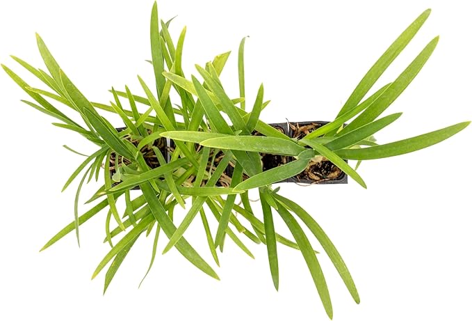 4 Frederick Street Park Agapanthus in 2.5” Nursery Cubes (Agapanthus ‘Frederick Street Park’) | Compact Semi-Evergreen Perennial for Borders, Containers, and Pollinator Gardens | Ready-to-Plant