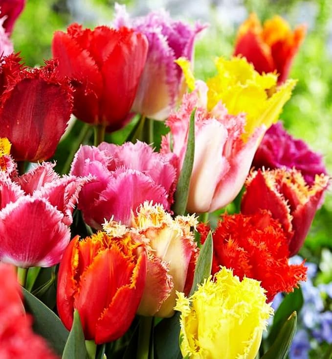 Tulipa Fringed Mixture Tulip Bulbs Size 11/12 for Planting - Plant in Fall, Winter or Early Spring (Fringed Mixture, 15, Count)