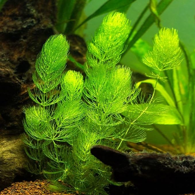 Bacopa Monnieri and Hornwort Aquarium Plant Bundle- Live Freshwater Plant for Aquascaping, Low Maintenance, Easy Beginner-Friendly Decor for Fish Tank Decoration