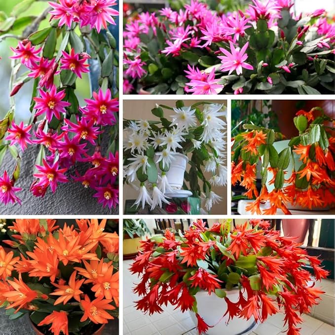 2 Christmas Cactus Plants Live, Starter Holiday Thanksgiving Cactus Plant for Indoor Outdoor Houseplants, Fasle Easter Cactus Plants Like, Cold Hardy, 5-9" in Tall, No Pot (Single Random Blooms)