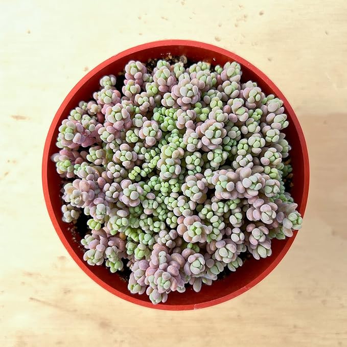 Sprout N Green 4" Sedum Dasyphyllum 'Minor', Live Succulent Fully Rooted in Pots, Rare House Plant for Home Office Indoor Outdoor Wedding Decoration, DIY Projects, Party Favor