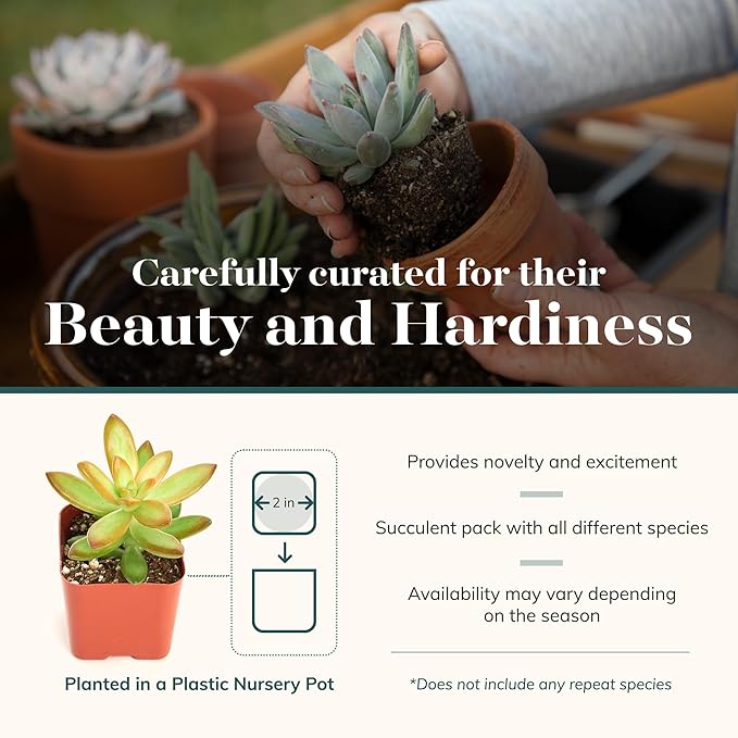 Shop Succulents Unique Succulent Plant Pack Collection - Live Mini Succulent Plants, Low Maintenance, Exceptional Colors & Textures - Wedding and Party Favors, Gift & Garden, Pack of 4