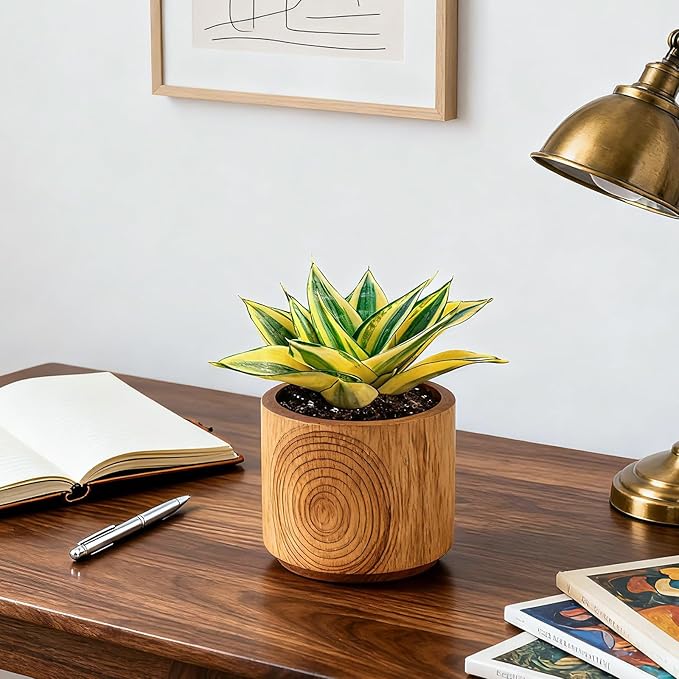 4" Live Snake Plants, Easy Care Houseplant for Home and Office Decor, Great Gift for Housewarming, Birthday, Thanksgiving
