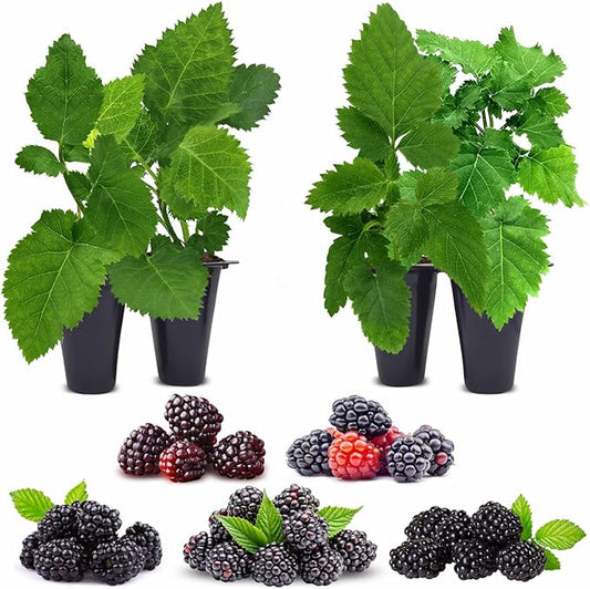 Blackberry Plant Collection (4 Pack) Live Fruit Plants for Planting | 4 Different Varieties for a Continuous Harvest | Thornless & Thorny Mix| Large, Sweet & Juicy Berries |Perfect for Organic Gardens
