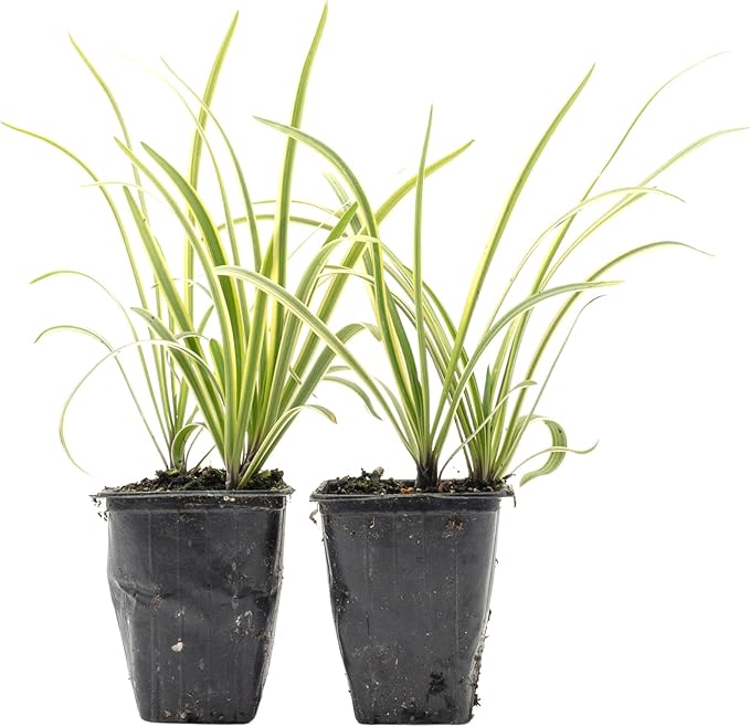 2 Pacific Grove Agapanthus in 3.5” Nursery Cubes (Agapanthus ‘Pacific Grove’) | Variegated Evergreen Perennial for Borders, Beds & Containers | Ready-to-Plant Live Starter Plants