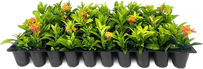 Ixora Dwarf Carmen | 20 Live Plants | Ixora Coccinea 'Dwarf' | Flowering Shrub | Tropical Garden Plants