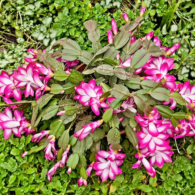 2 Pink Christmas Cactus Plants, Thanksgiving Cactus 3-6 Inch Tall, Winter Succulents Flowers Container Hanging Basket Indoor Outdoor Planting