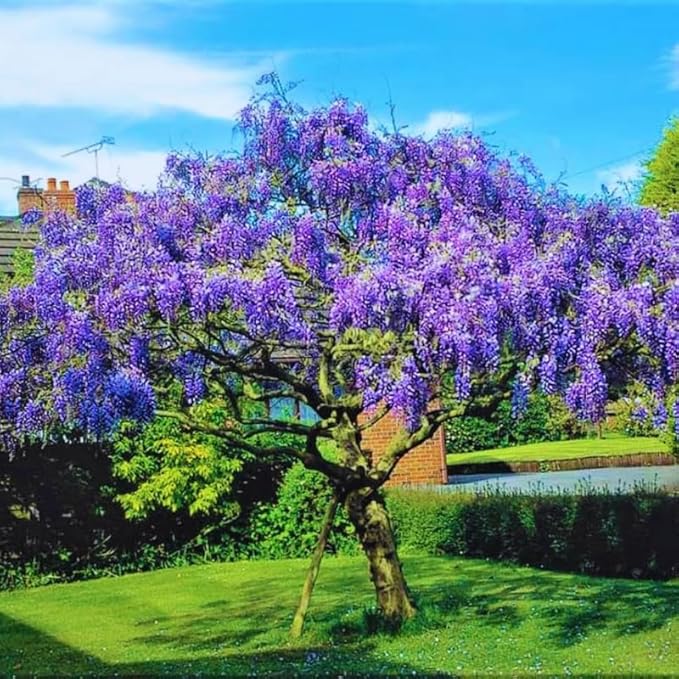 Purple Wisteria Live Plant in 2.5" Pot, 6-12 Inch Tall Fragrant Wisteria Vine for Garden Trellis and Containers
