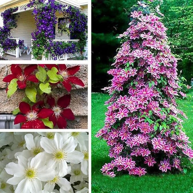 Random Clematis Vine Plants Live in Pot, 8 Months Old Seedlings Climbing Flowering, Outdoor Trellis Fences, Cold Hardy