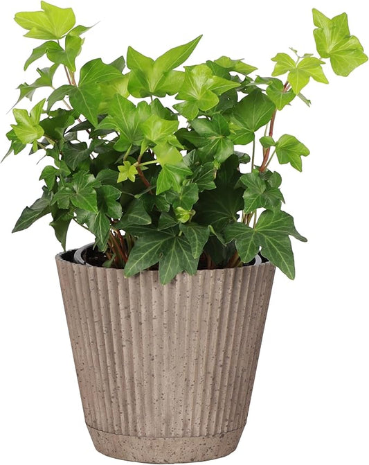 Thorsen's Greenhouse Live Green English Ivy Plant, Hedera Helix, Natural Air Purifier, Easy to Grow, Live Indoor Houseplant, 4" Diameter Pot (Coffee)