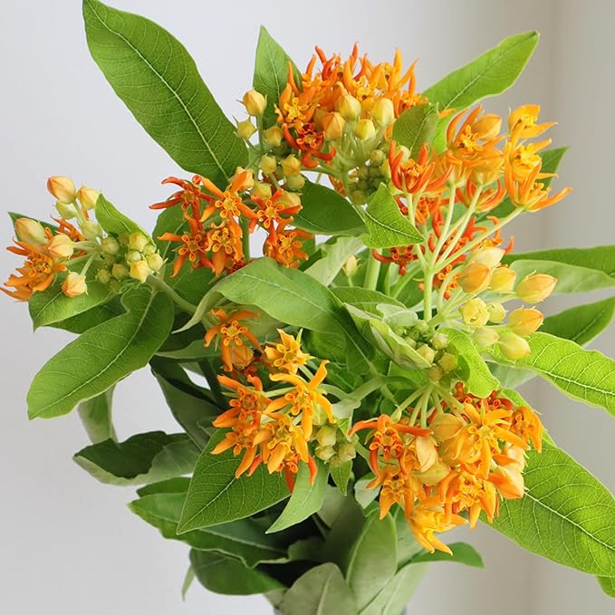 2 Milkweed Plants Live, Live Milkweed Plants, Asclepias Tuberosa Plant, 5 to 8 Inc Tall, Outdoors Gardening (Orange)