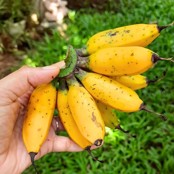 Tiny Banana Tree Live Plant, Cold Hardy Banana Plant Live, Tropical Banana Fruit Seedling, Well Rooted 4-8 Inch Tall