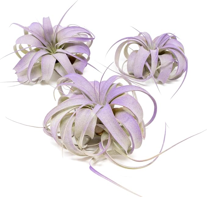 Purple Colorful Tillandsia Air Plants - Long Lasting Color Enhanced Live Tillandsia Succulent House Plants - Home and Garden Decor - Easy Care Indoor and Outdoor (Mini Xerographica, Pack of 3)