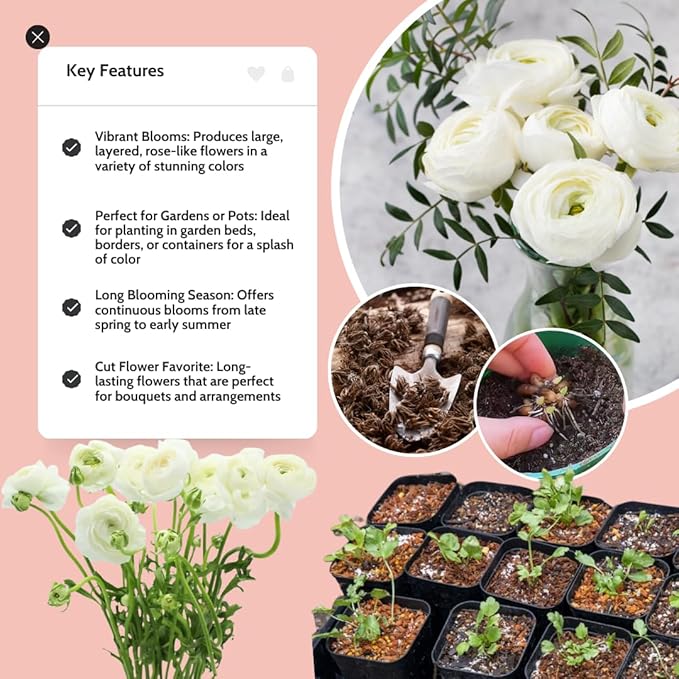 30 Ranunculus Bulbs for Fall Planting, Butterfly Ranunculus Corms, Peony Ranunculus Flower Bulbs for Garden, Vibrant Blooms in Spring (White Ranunculus)