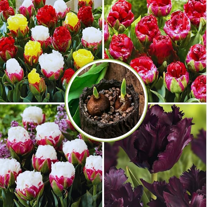 10 Tulip Bulbs for Fall Planting Bulk, Tulip Bulb, Perennial Flower Bulbs for Garden Growing, Tulip Bulbs Bulk (Ice Cream)