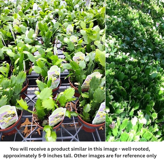 Set 2 Christmas Cactus Plants Live, Hanging Baskets Houseplants, Holiday Cactus Indoor Plants Live Well-Rooted 4-9" Tall, No Pot (Multicolor)